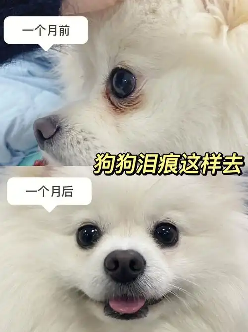 狗狗泪痕这样去真的有用