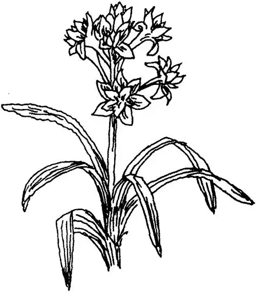 晚香玉百科,晚香玉寓意,晚香玉赏析_古典文学网