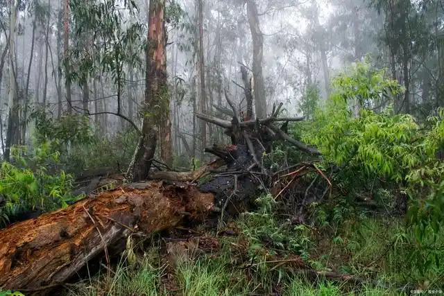 亚马孙雨林大火有多惨烈?该怎样拯救地球之肺?