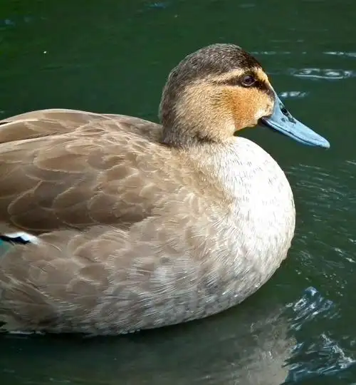 p>棕颈鸭(学名: i>anas luzonica /i>)属鸭科 a target="_blank"