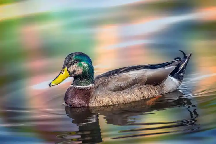 鸭子,水中,秋天,游泳,反射,秋色
