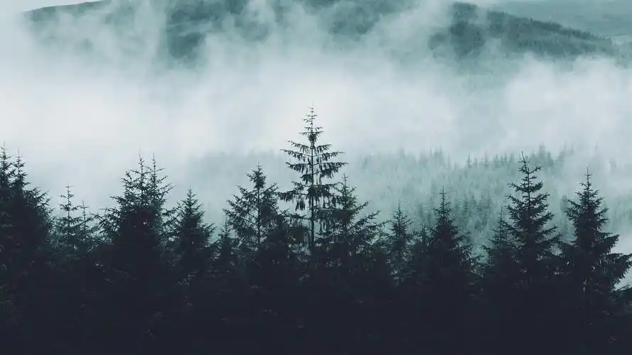 森林,山,雾,早晨,自然景观 壁纸 - 1920x1080 全高清