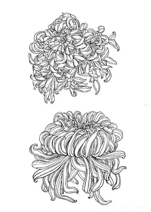 这是我见过最好的工笔菊花画法附线描画谱