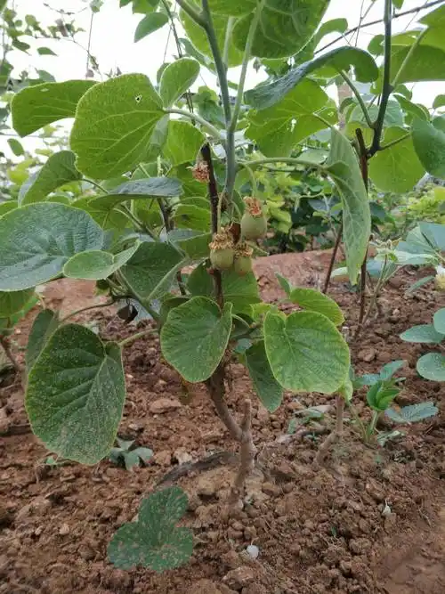 红心 绿心猕猴桃苗 嫁接苗 包成* 量大从优