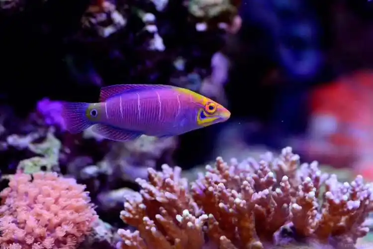 五线狐最有观赏价值的海水鱼