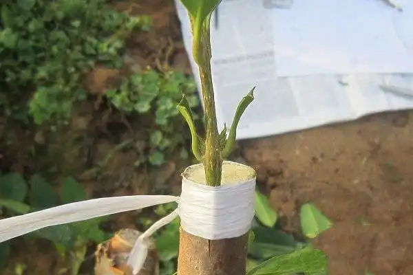 苗木常用的嫁接繁殖方法及管理技巧