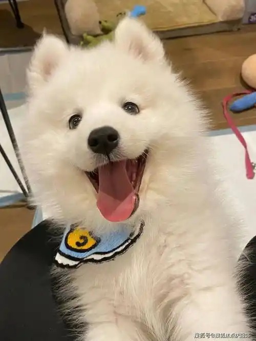 杭州买萨摩耶犬首页网站(杭州萧山区)哪里可以买到品相好的萨摩耶犬