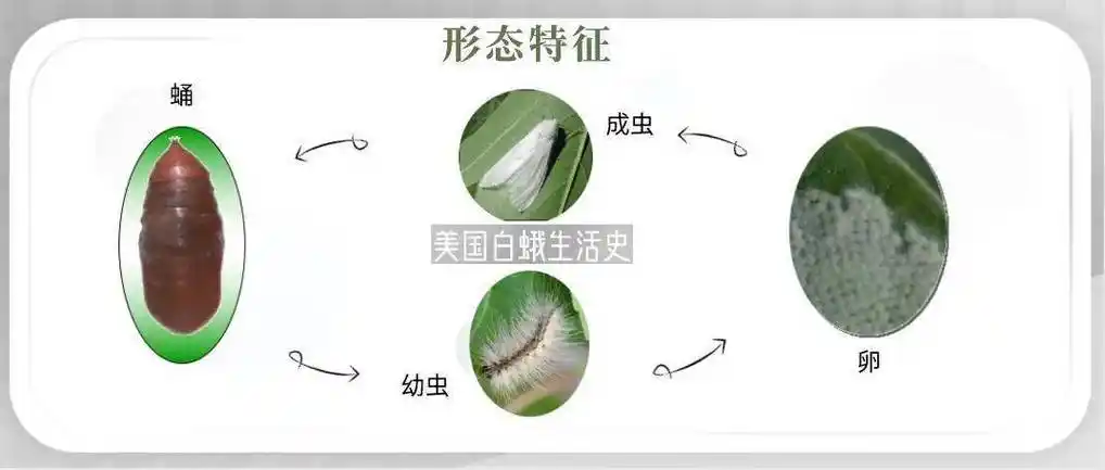 乐亭县被列入白蛾疫区