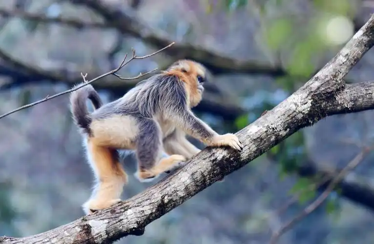 四川唐家河国家级自然保护区川金丝猴