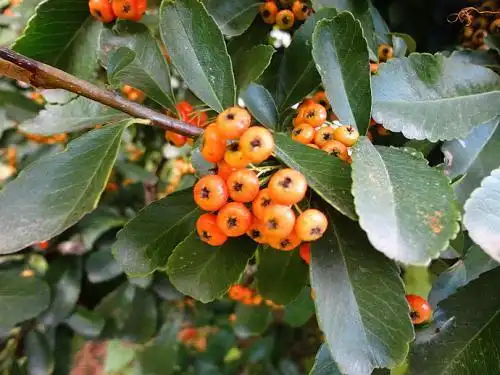 从叶子判断火棘,百度可以查到它的详细资料.