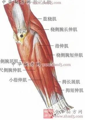 肘尖穴位位置图 肘尖穴的作用和功效
