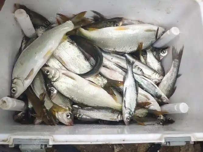 只有断竿断线人打窝,才算真正的爆护 - 钓鱼之家