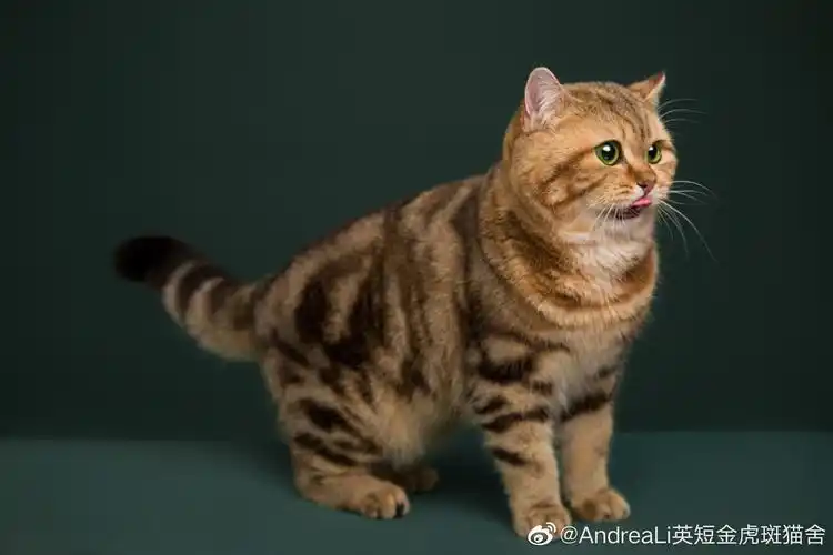 金渐层稀有色金虎斑ny22