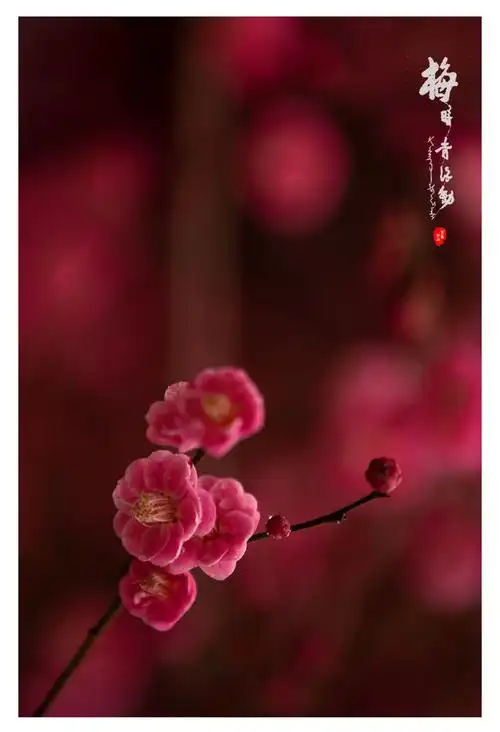红梅迎春