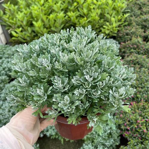 芙蓉菊盆栽玉芙蓉海芙蓉苗白艾花卉阳台庭院雪艾阳台绿植宝宝洗澡