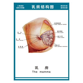 wsa51-15 乳房结构图 80*60厘米 覆膜防水pp贴纸