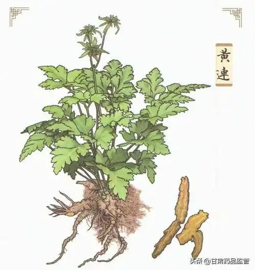 【科普】中药江湖里的"阮氏三雄"——黄芩,黄连,黄柏
