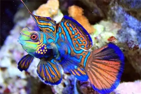 世界上最好看的鱼青蛙鱼色彩艳丽五彩缤纷