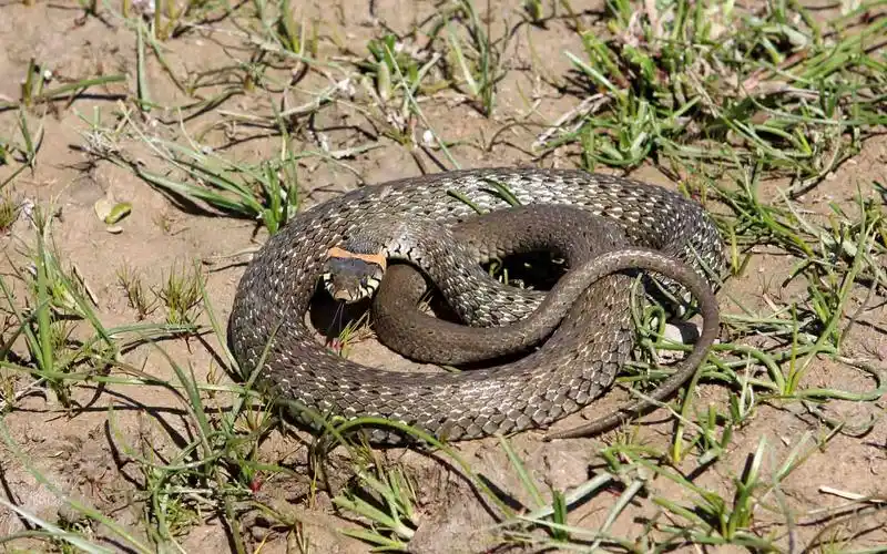水蛇-作者-常佃学
