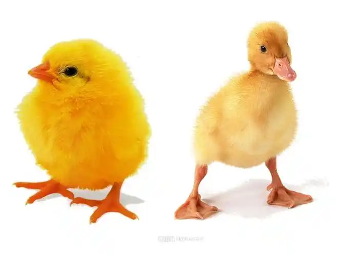 小班综合活动:小鸡和小鸭.ppt