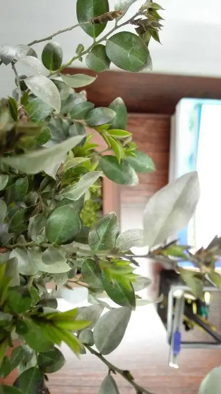 小叶紫檀,叶子成这样了,该怎么处理