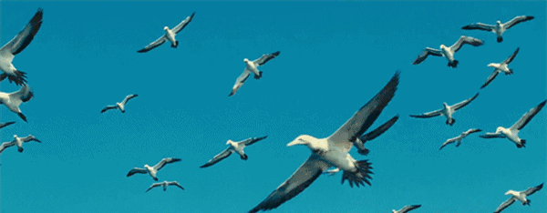 每个孩子看到飞翔的鸟儿都会忍不住问问爸妈:"为什么鸟儿能在天上飞呢