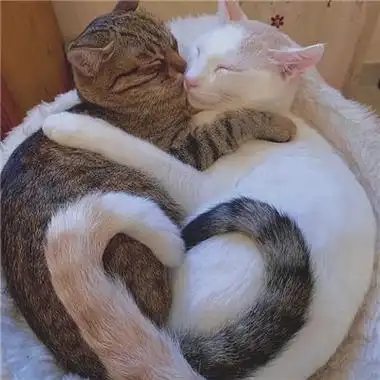 可爱的表情包贴在一起就是贴有趣的表情