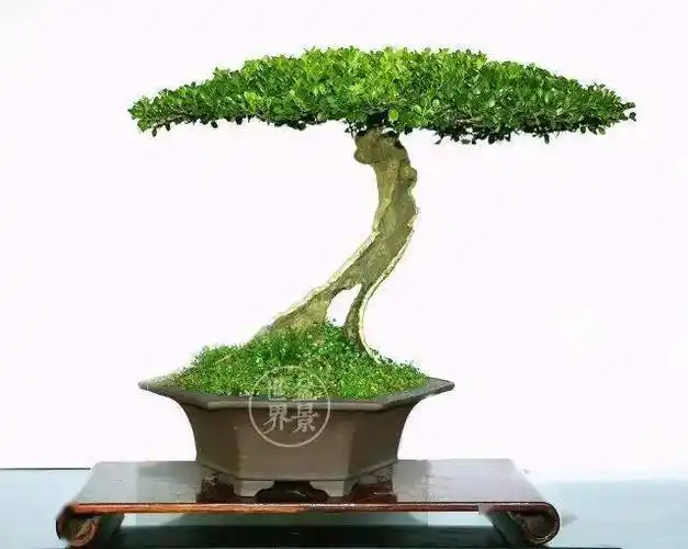 最美的100盆黄杨_盆景_作品_cm