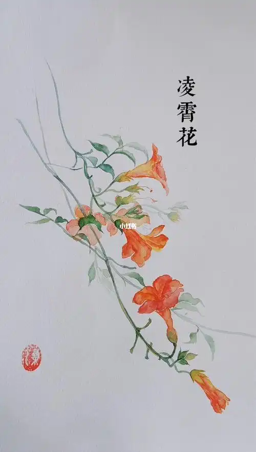凌霄花水彩插画