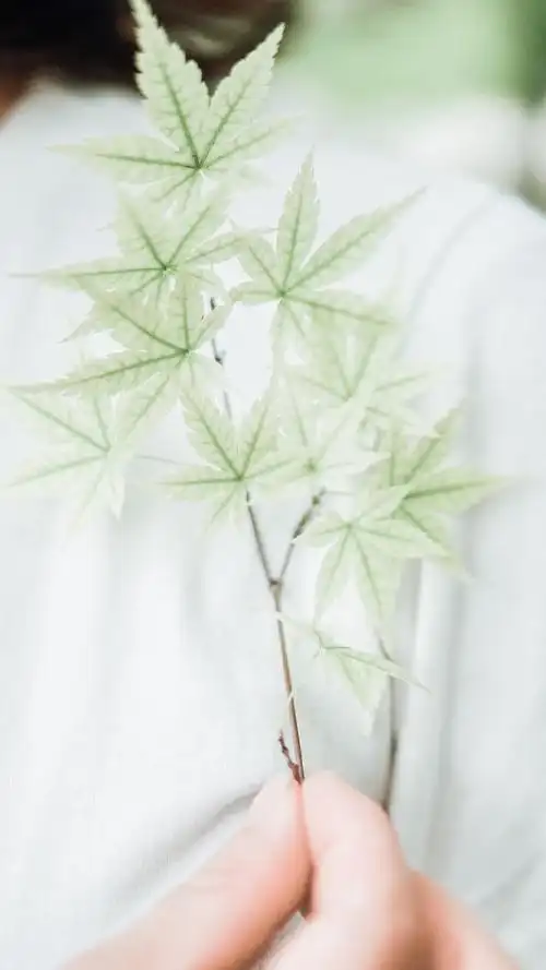 小清新夏天绿色风景图片手机壁纸