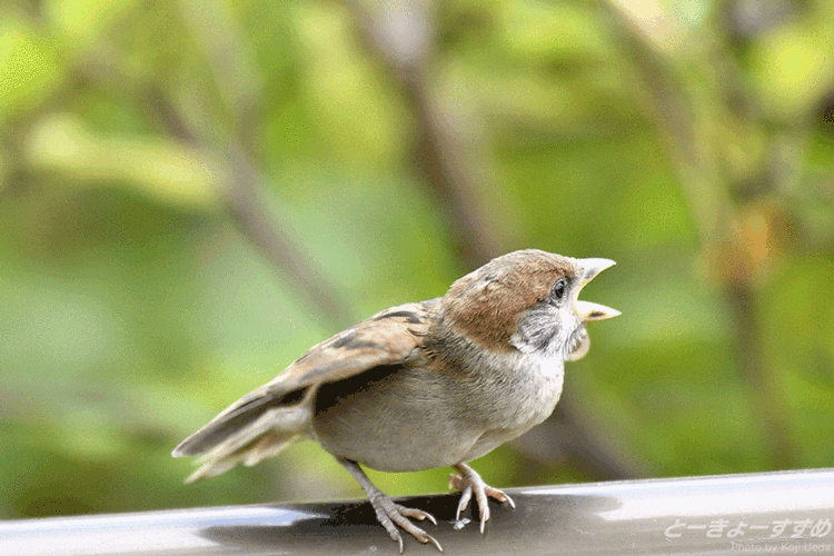 小鸟鸣叫可爱gif动图_动态图_表情包下载_soogif