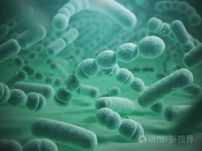 在显微镜下的各种细菌细胞.链球菌 p