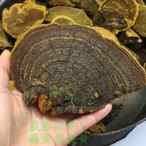 上图是真野生桑树桑黄,是在山区农民家收购的,质量药效比其他产地的