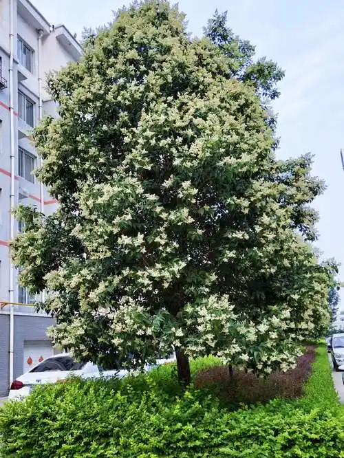 (女贞)爱情之花