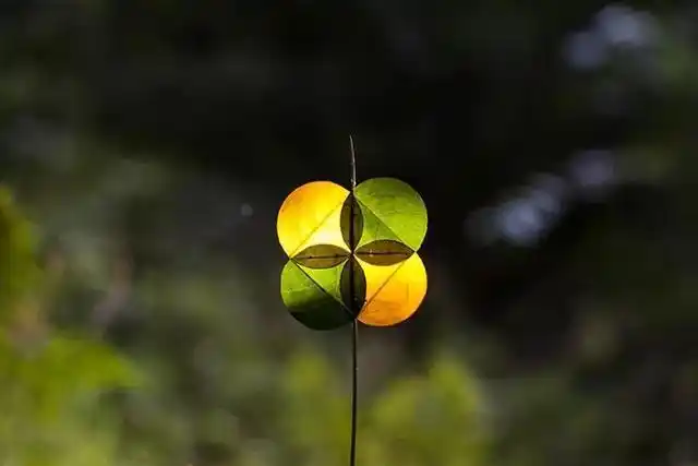 赏心悦目,净化心灵的美