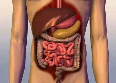 肚脐眼边上是那个内脏?