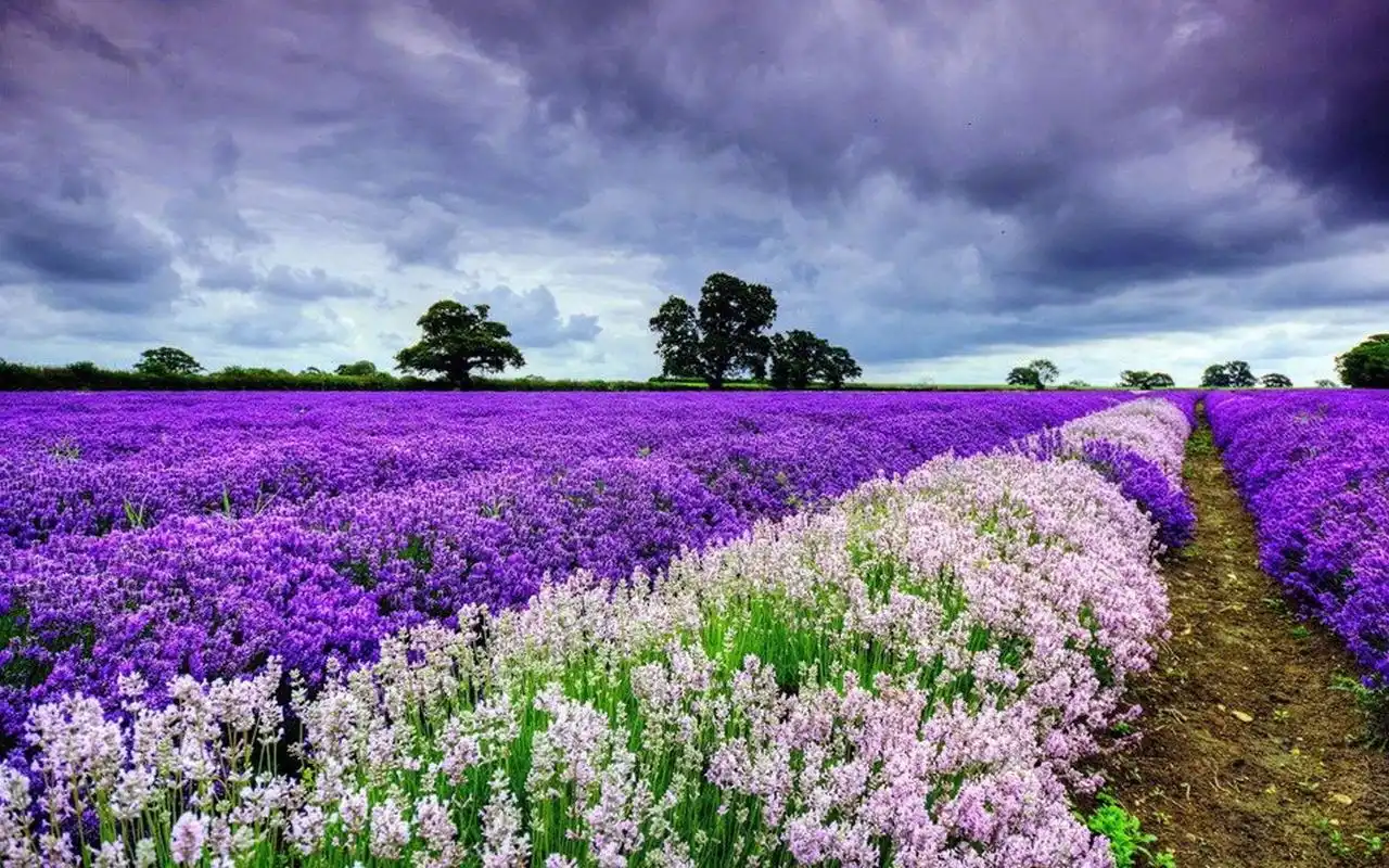 浪漫唯美花海风景图片电脑壁纸