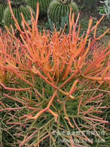 光棍树锦大戟科红珊瑚30-40 沙生大型植物地被澎珊瑚造景绿玉树