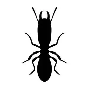 蚂蚁图片简笔画图片