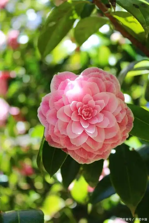 一,它有着"花中皇后"的美誉,有很高的观赏价值,是我国著名的观赏花卉