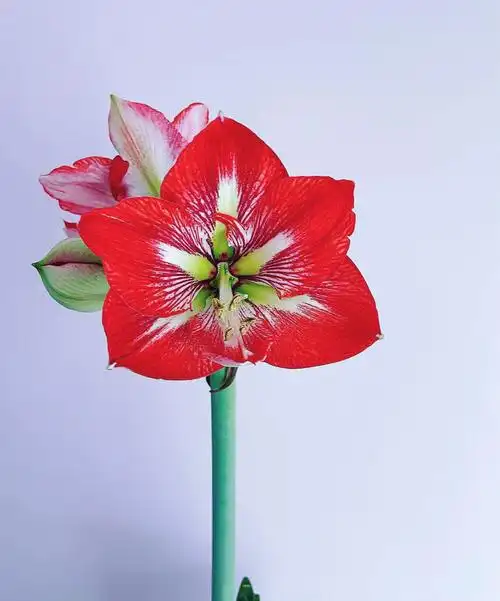 红花莲,华胄兰,线缟华胄,朱顶兰,孤挺花,华胄兰,对红0101花语