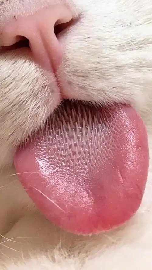 猫舌头