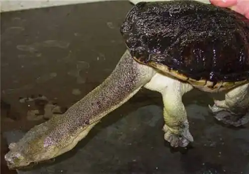世界上脖子最长的乌龟,外表呆萌可爱,脖子就占身体的一半!