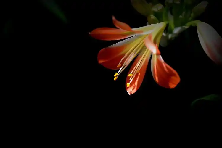 君子兰图片花卉鲜花花朵兰花君子兰