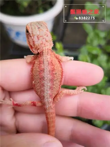 鬃狮蜥苗子图片