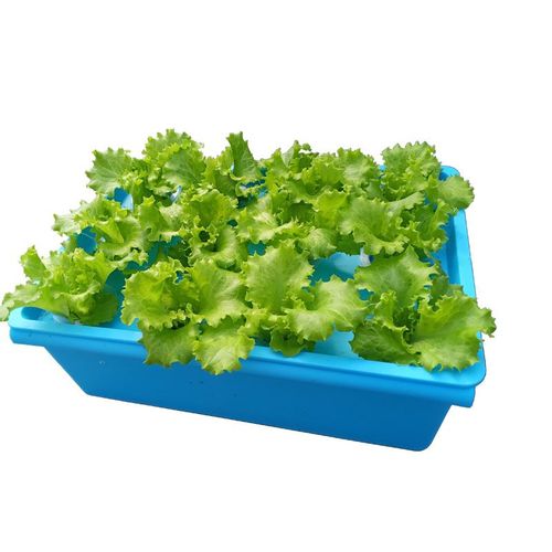 ddy瑰季卡梵硕水培蔬菜箱阳台无土栽培学生种菜教学家庭水培菜自动化