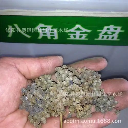 八角金盘种子手树金刚纂种子花灌木保质保量量大优惠货到付款