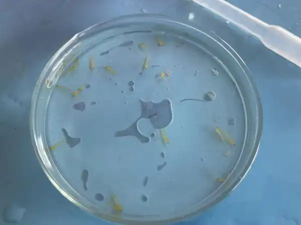 长江源关键鱼类实现规模化人工繁殖,成功孵化2万尾小头裸裂尻鱼