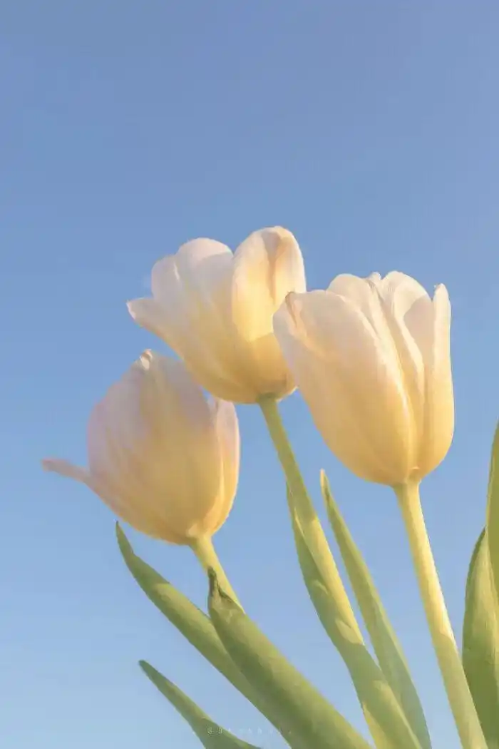 「宝藏壁纸」没有一个女孩子是不喜欢花的