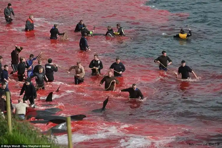 250头鲸鱼被残忍屠杀染红海滩:场面太血腥了